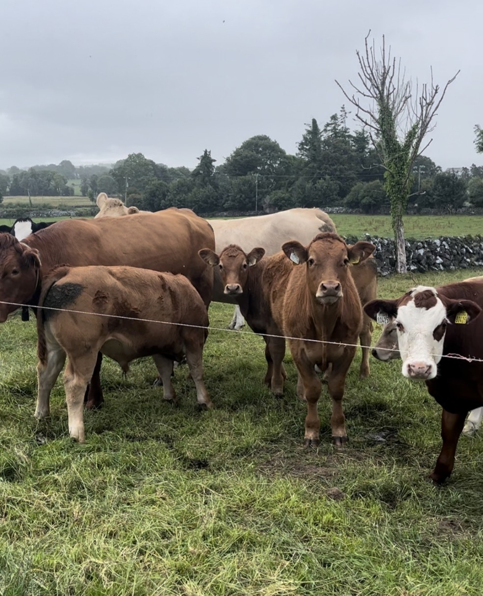 Suckler cows and calves in a field