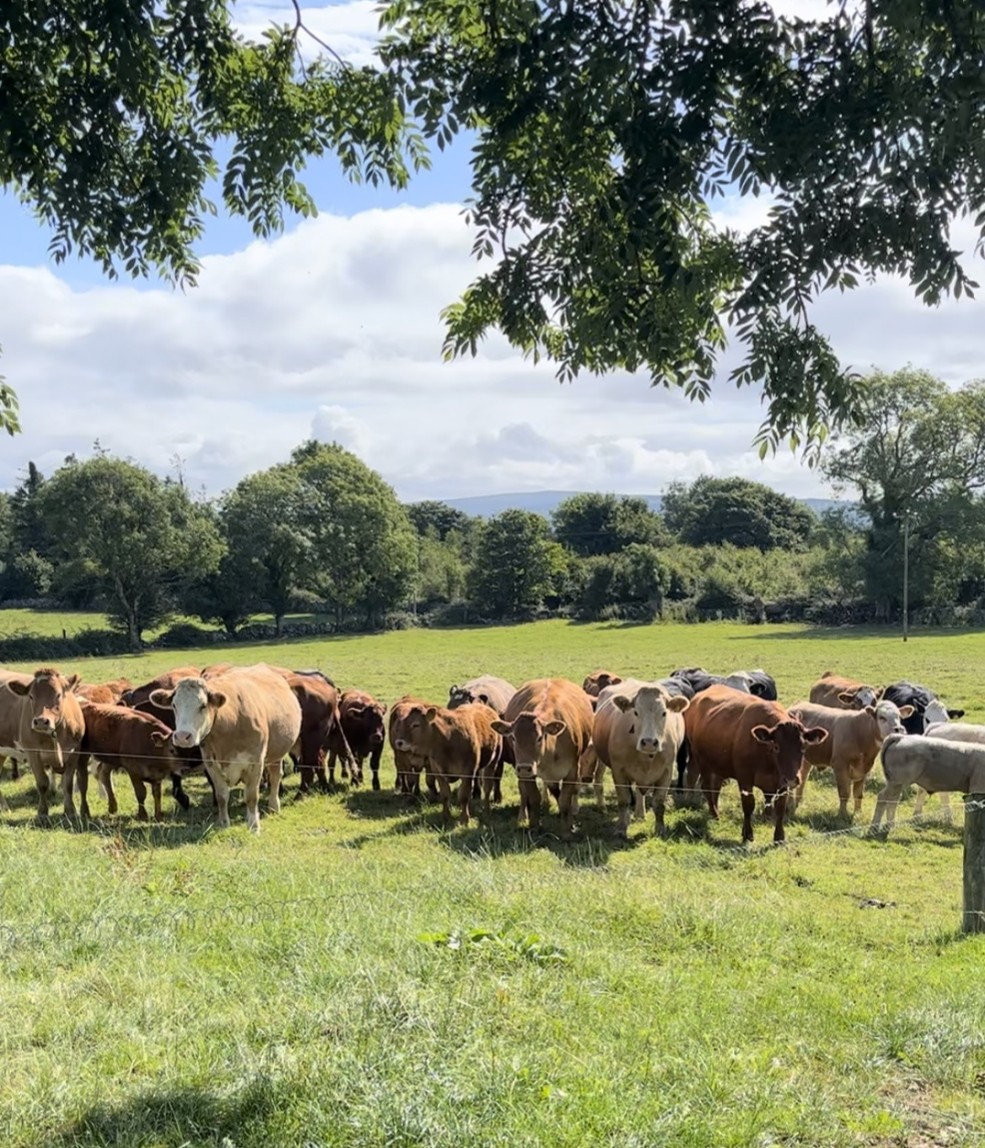 Herd of cows and calves at grass
