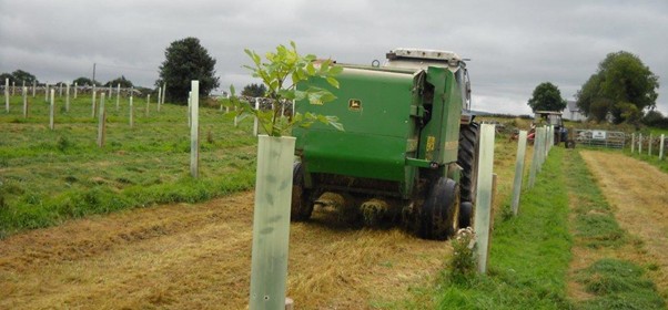 A baler baling grass in an agroforest