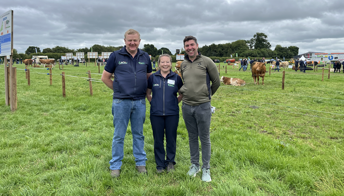 Breeding your future suckler cow