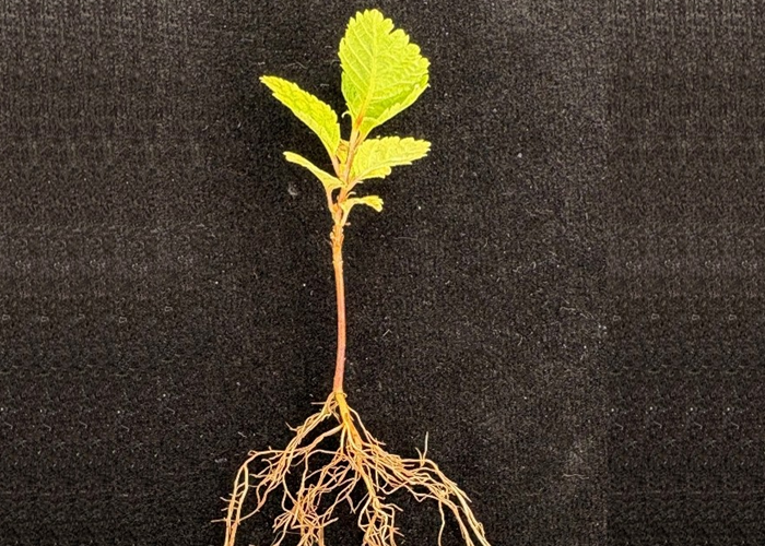 The ExAl project: Exploring common alder’s resilience to dieback disease