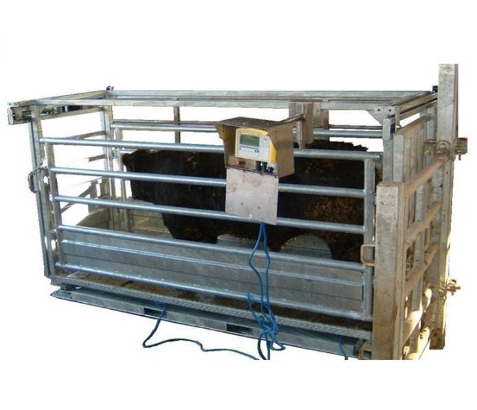 A beef animal in a weighing scales