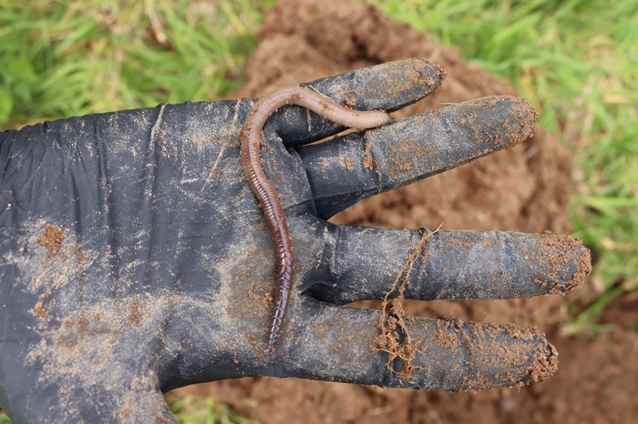Cover image for Soil Health Week 2026 launched article