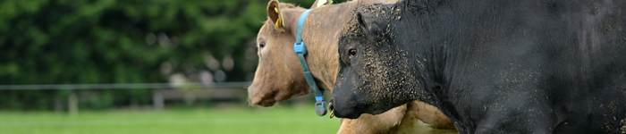 Angus bull accompanying a Charolais cow