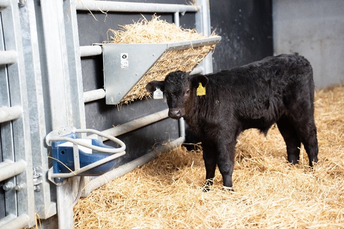 Cover image for Preparing for a successful calf rearing season article