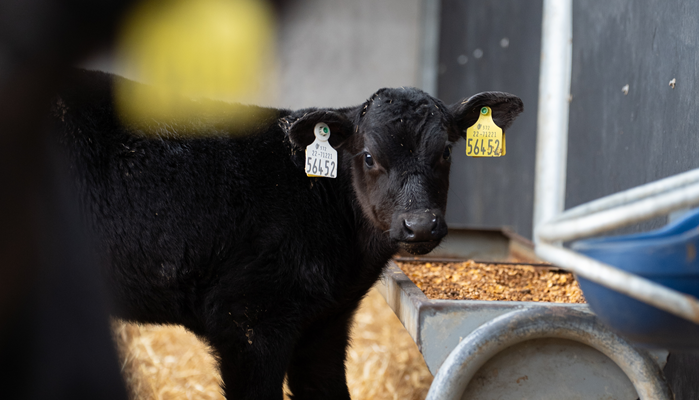 Cover image for Avoiding setbacks in calf performance at weaning article