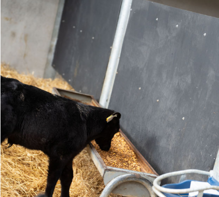 An Angus calf eating a coarse ration from a calf trough