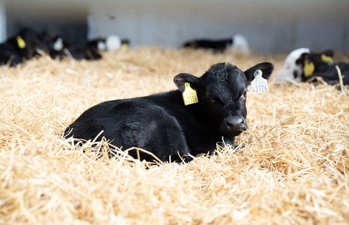 Preparing for the purchasing of dairy bred calves