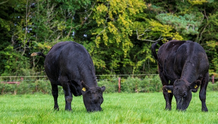 Profitable and environmentally efficient pasture-based dairy-beef production systems