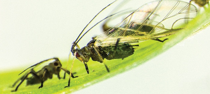 Aphids on barley leaves