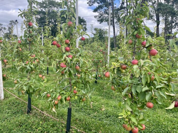 Cover image for A national survey: What do Irish consumers value in apples? article