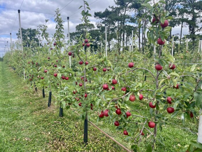 Record spring weather brings strong Irish apple harvest
