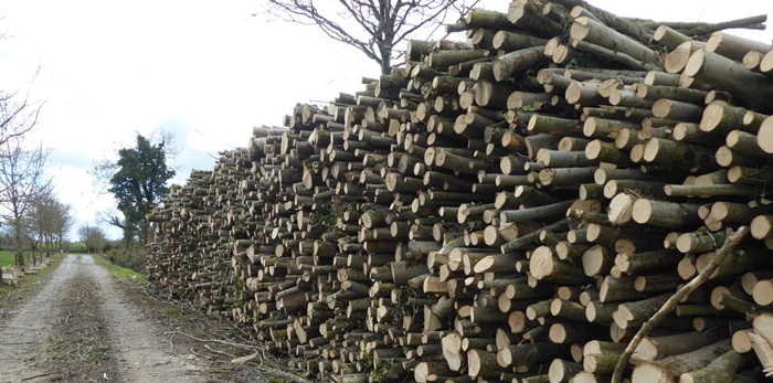 Clearfelled ash logs