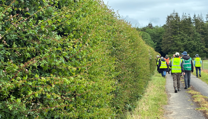 Attendees walking alongside a hedgerow at the event
