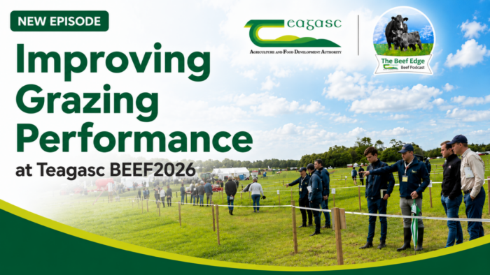 Cover image for Improving Grazing Performance at Teagasc BEEF2026 article