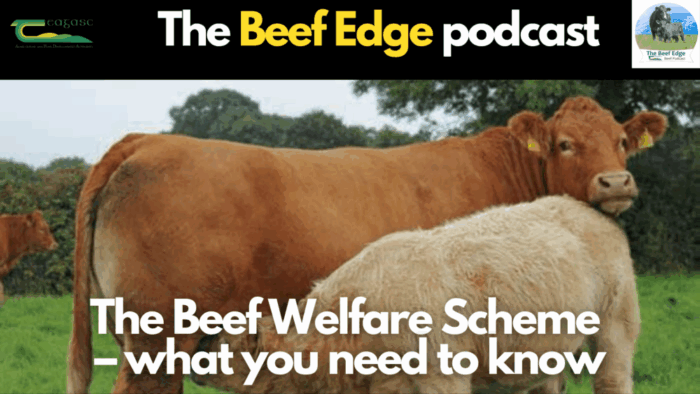 Beef Edge: The Beef Welfare Scheme – what you need to know