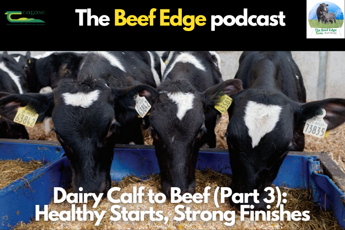 Dairy calf to beef: Healthy starts, strong finishes