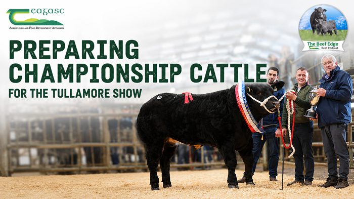 Cover image for Behind the scenes with Noel McSweeney: Preparing championship cattle for the Tullamore Show article