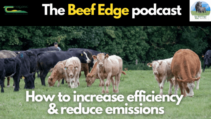Beef Edge: How to increase efficiency and reduce emissions