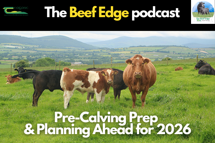 Pre-calving prep and planning ahead for 2026
