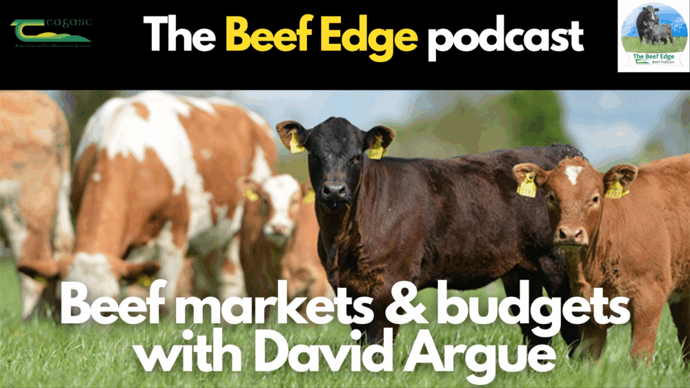 Beef markets and budgets with David Argue