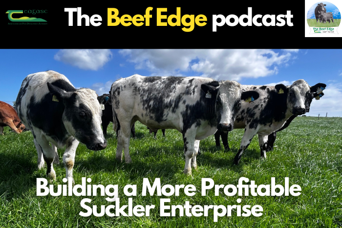 Building a more profitable suckler enterprise