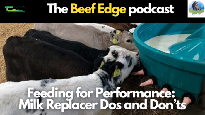 Dairy Calf to Beef: Feeding for performance – milk replacer dos and don’ts