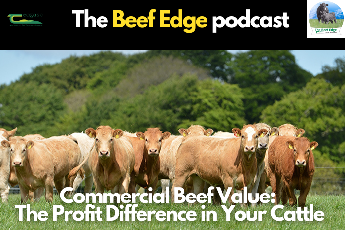 Commercial Beef Value (CBV): The profit difference in your cattle
