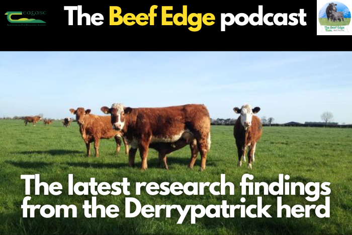 The latest research findings from the Derrypatrick herd