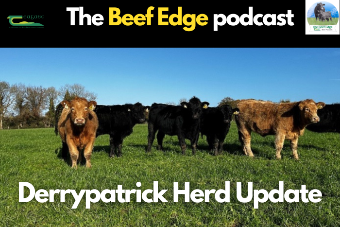 Derrypatrick Herd Update