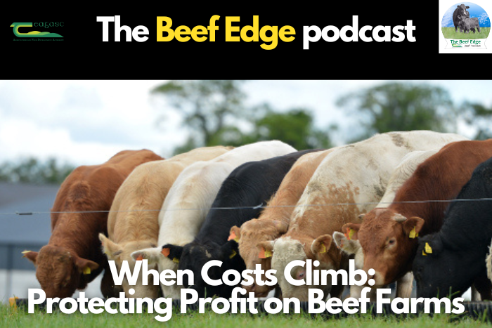 When costs climb: Protecting profit on beef farms