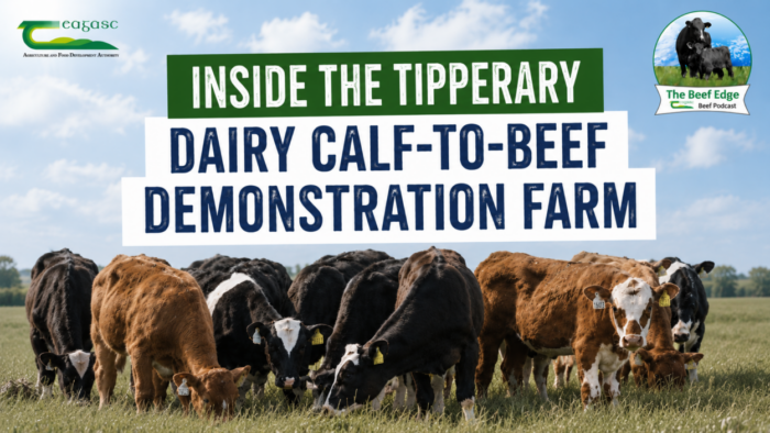 Inside the Tipperary Dairy Calf-to-Beef Demonstration Farm