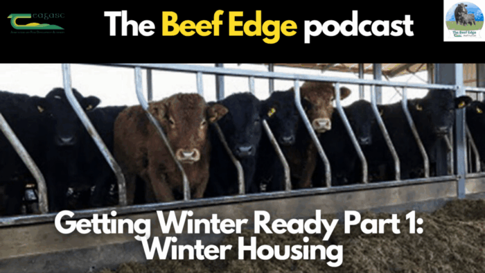 Getting Winter Ready Part 1: Winter Housing