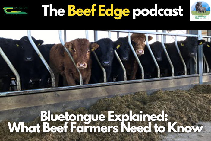 Bluetongue explained: What cattle and sheep farmers need to know