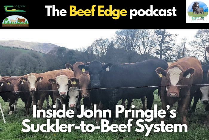 Inside John Pringle’s suckler-to-beef system