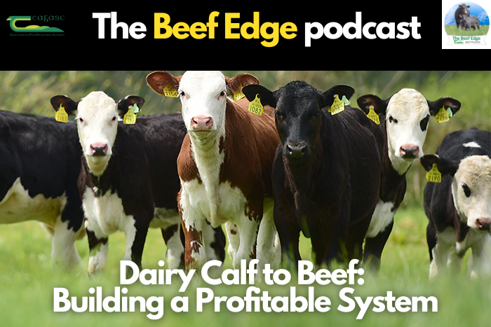 Building a profitable dairy calf to beef system