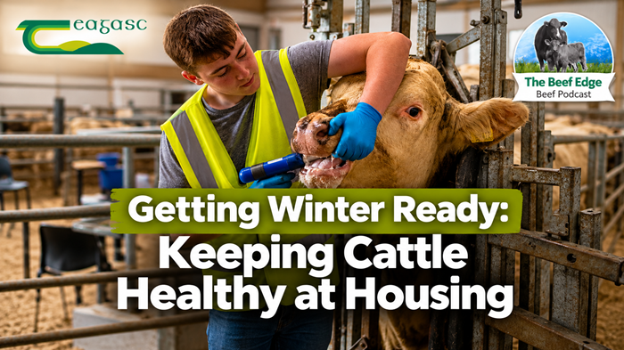 Getting Winter Ready: Keeping cattle healthy at housing