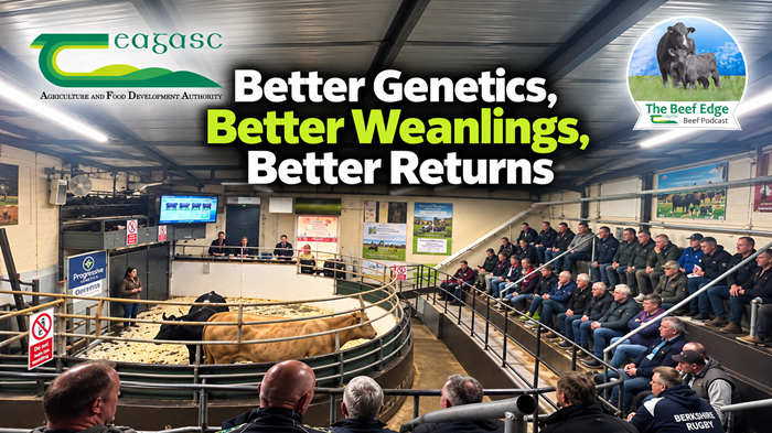 Cover image for Better genetics, better weanlings, better returns article