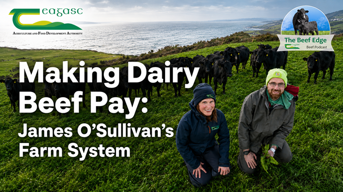 Making dairy beef pay: James O’Sullivan’s farm system