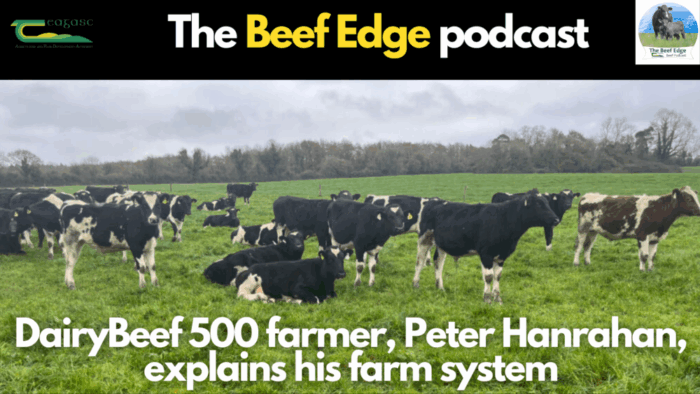 Listen: DairyBeef 500 farmer, Peter O’ Hanrahan explains his farm system