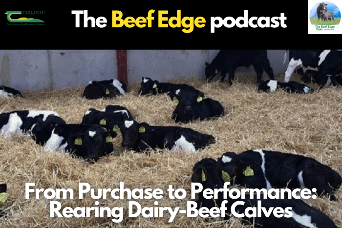 From Purchase to Performance: Rearing Dairy-Beef Calves