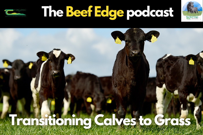 Transitioning calves to grass