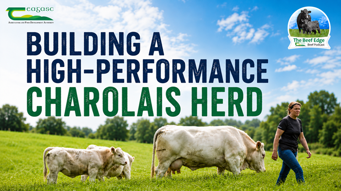 Building a high-performance Charolais herd