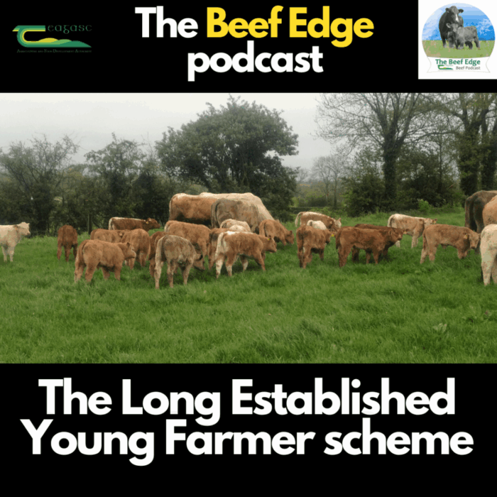 Beef Edge: The Long Established Young Farmer Scheme and scheme deadlines