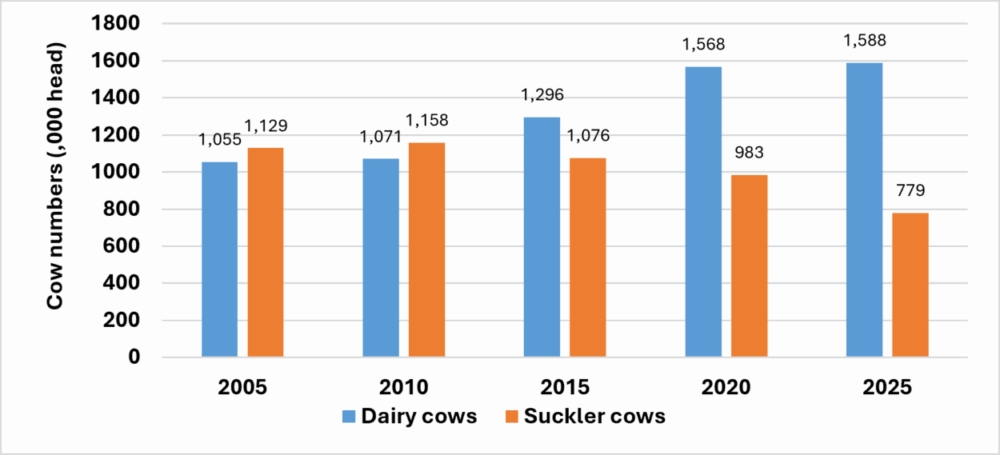 Data from the CSO showing the number of dairy and suckler cows in Ireland. 2005: 1.055 million dairy cows and 1.129 million suckler cows 2010: 1.071 million dairy cows and 1.158 million suckler cows 2015: 1.296 million dairy cows and 1.076 million suckler cows 2020: 1.568 million dairy cows and 983,000 suckler cows 2025: 1.588 million dairy cows and 779,000 suckler cows