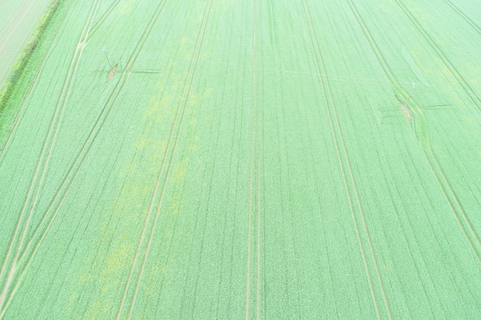 BYDV control – to spray or not to spray?