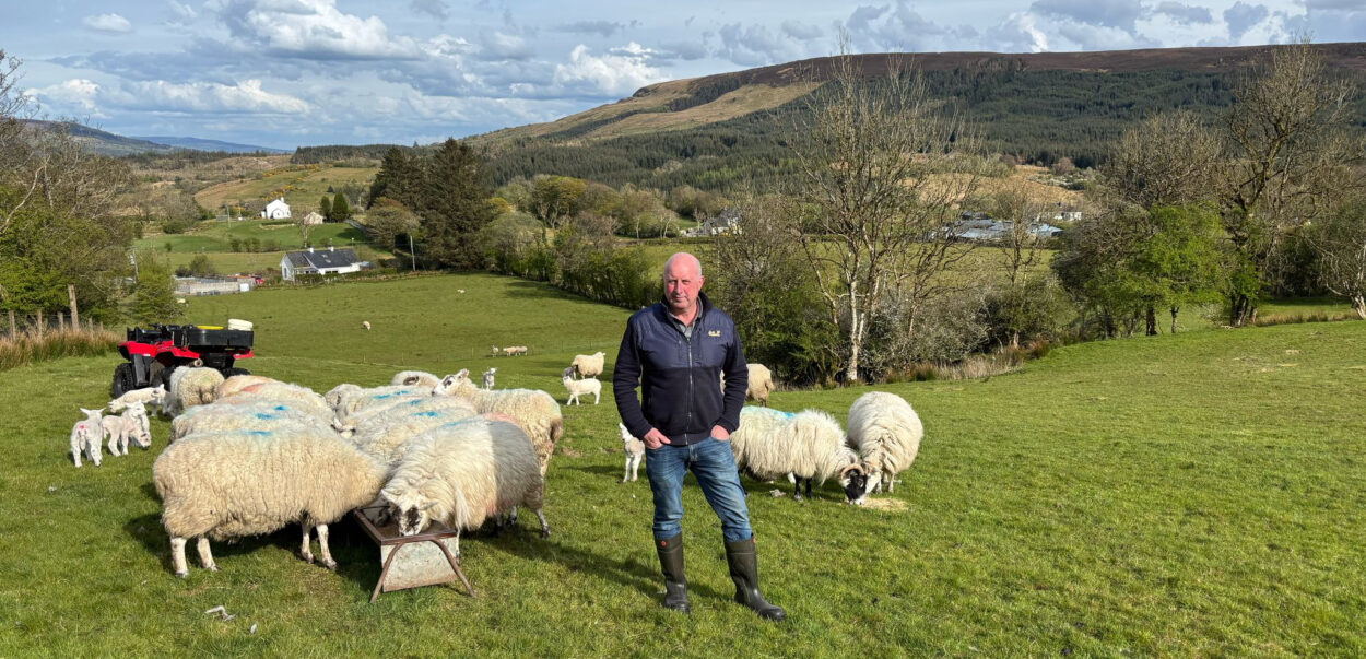 photo of Barry O'Hagan with his sheep in a field