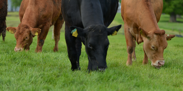 Cover image for Teagasc Beef Advisory Newsletter – June article