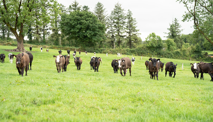 Cover image for To feed or not to feed? article
