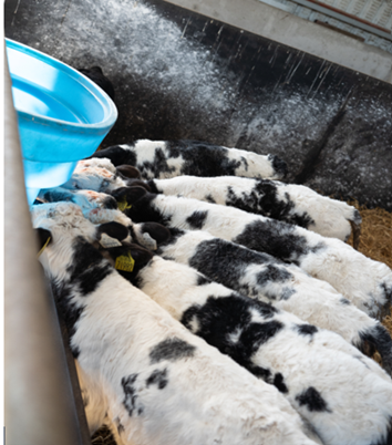 Belgian Blue calves drinking from a milk feeder
